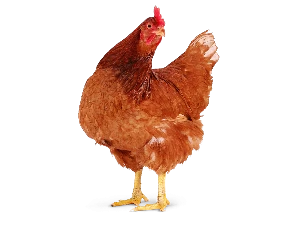 Poulet reformé